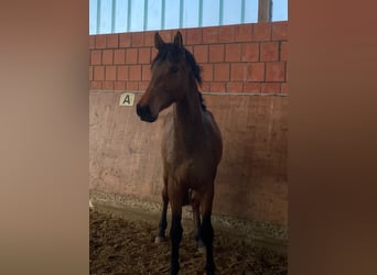 Holstein, Stallone, 3 Anni, 165 cm, Baio