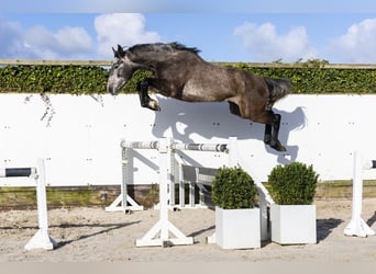 Holstein, Stallone, 3 Anni, 167 cm, Grigio