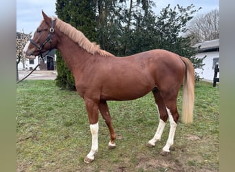 Holstein, Stallone, 3 Anni, 170 cm, Sauro