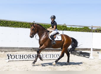 Holstein, Stallone, 3 Anni, 171 cm, Baio