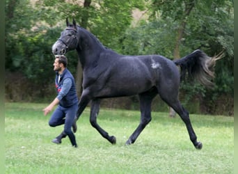 Holstein, Stallone, 3 Anni, 173 cm, Grigio