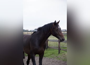 Holstein, Stallone, 3 Anni, Baio