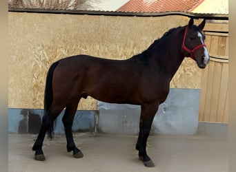 Holstein, Stallone, 4 Anni, 165 cm, Baio