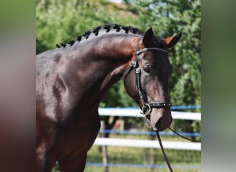 Holstein, Stallone, 4 Anni, 175 cm, Baio