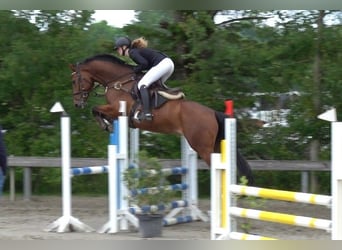 Holstein, Stallone, 5 Anni, 166 cm, Baio