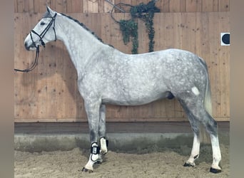 Holstein, Stallone, 5 Anni, 170 cm, Grigio pezzato