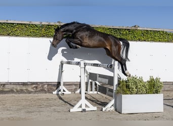 Holstein, Stallone, 6 Anni, 161 cm, Baio scuro