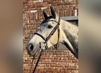 Holstein, Stallone, 7 Anni, 166 cm, Grigio ferro