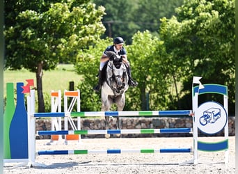 Holstein, Stallone, 7 Anni, Grigio