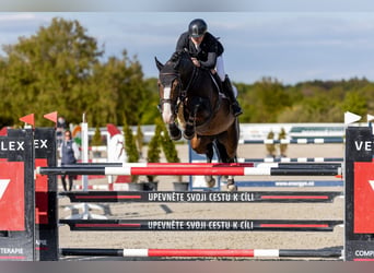 Holstein, Stallone, 9 Anni, 173 cm, Baio