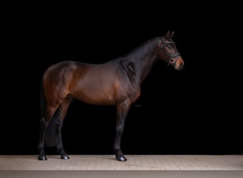 Holstein, Stallone, 4 Anni, 162 cm, Baio