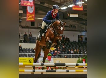 Holstein, Stallone, 7 Anni, 167 cm, Baio