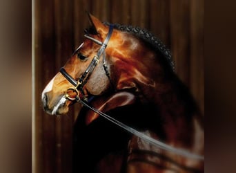 Holstein, Stallone, 25 Anni, 172 cm, Baio