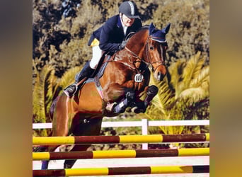 Holstein, Stallone, 28 Anni, 169 cm, Baio