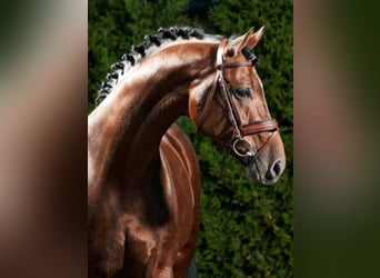 Holstein, Stallone, 27 Anni, 170 cm, Baio