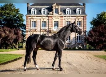 Holstein, Stallone, 29 Anni, 167 cm, Baio nero
