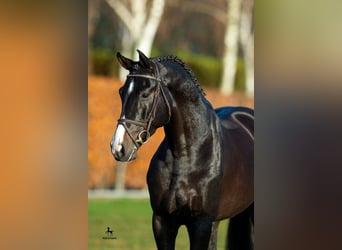 Holstein, Stallone, 13 Anni, 171 cm, Baio nero