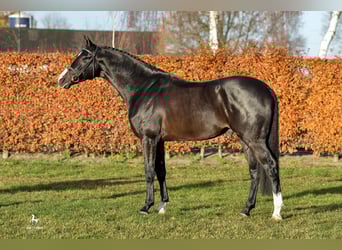 Holstein, Stallone, 13 Anni, 171 cm, Baio nero