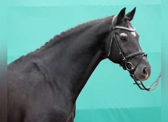 Holstein, Stallone, 22 Anni, 170 cm, Baio nero