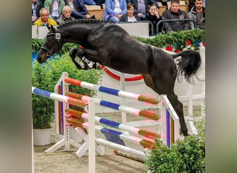 Holstein, Stallone, 10 Anni, 166 cm, Baio nero