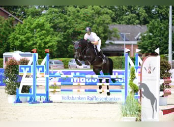 Holstein, Stallone, 10 Anni, 166 cm, Baio nero