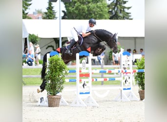 Holstein, Stallone, 10 Anni, 166 cm, Baio nero