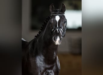 Holstein, Stallone, 17 Anni, 168 cm, Baio nero