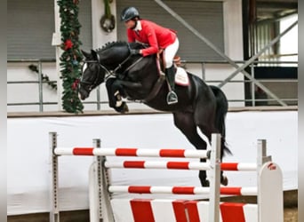 Holstein, Stallone, 17 Anni, 168 cm, Baio nero