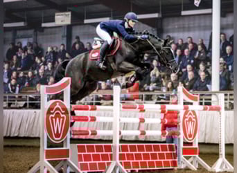 Holstein, Stallone, 17 Anni, 168 cm, Baio nero