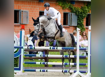 Holstein, Stallone, 12 Anni, 170 cm, Grigio