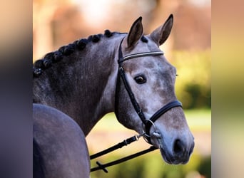 Holstein, Stallone, 12 Anni, 170 cm, Grigio