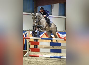 Holstein, Stallone, 12 Anni, 170 cm, Grigio