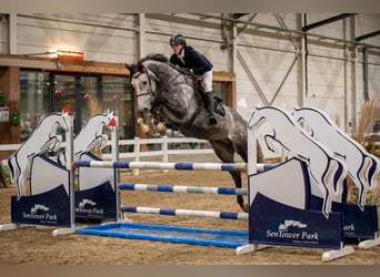 Holstein, Stallone, 6 Anni, 173 cm, Grigio pezzato