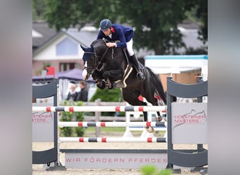 Holstein, Stallone, 13 Anni, 167 cm, Morello