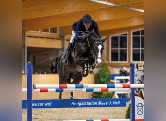 Holstein, Stallone, 13 Anni, 167 cm, Morello