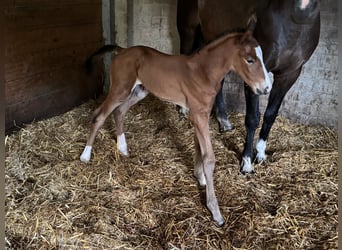 Holstein, Stallone, Puledri (06/2025), 168 cm, Baio