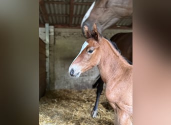 Holstein, Stallone, Puledri (06/2025), 168 cm, Baio