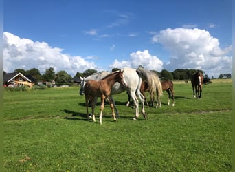 Holstein, Stallone, Puledri (06/2025), 168 cm, Grigio