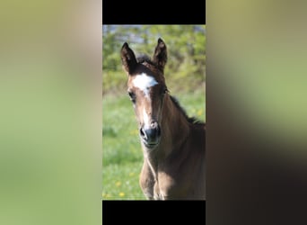 Holstein, Stallone, Puledri (04/2026), 168 cm, Può diventare grigio