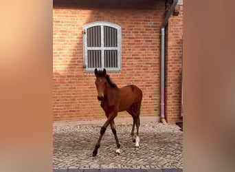 Holstein, Stallone, Puledri (04/2025), 170 cm, Baio