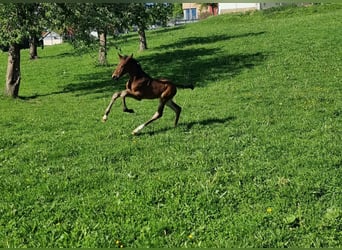 Holstein, Stallone, Puledri (04/2025), 170 cm, Baio