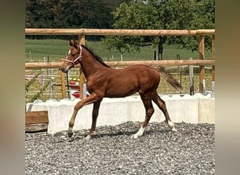 Holstein, Stallone, Puledri (05/2026), 170 cm, Baio