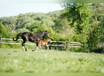 Holstein, Stallone, Puledri (05/2026), 170 cm, Baio