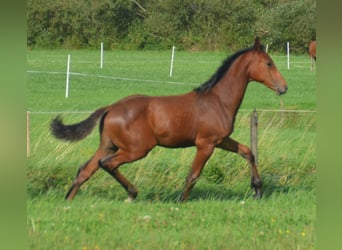 Holstein, Stallone, Puledri (05/2026), 170 cm, Baio ciliegia