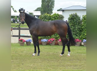 Holstein, Stallone, Puledri (05/2026), 170 cm, Baio ciliegia