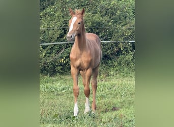 Holstein, Stallone, Puledri (05/2025), 170 cm, Sauro