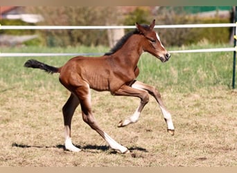 Holstein, Stallone, Puledri (03/2026), 172 cm, Baio