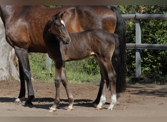 Holstein, Stallone, Puledri (06/2026), 172 cm, Baio scuro