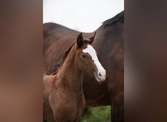 Holstein, Stallone, Puledri (03/2026), 172 cm, Grigio