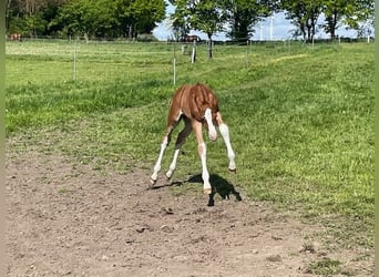 Holstein, Stallone, Puledri (04/2026), 172 cm, Sauro